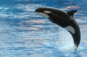 Orca in Sea World | Orlando